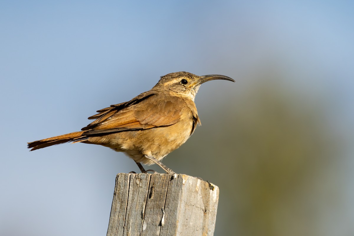 White-throated Earthcreeper - ML646791815
