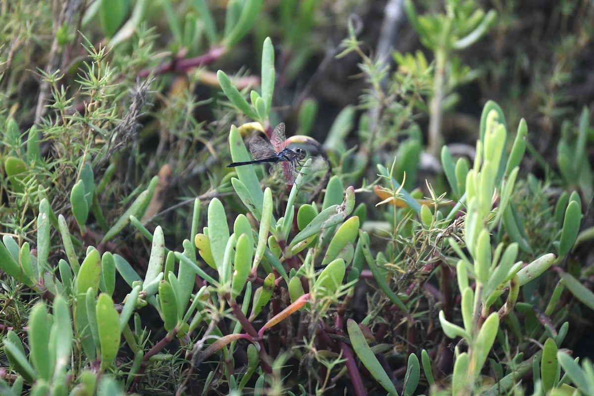 Seaside Dragonlet - ML646791825