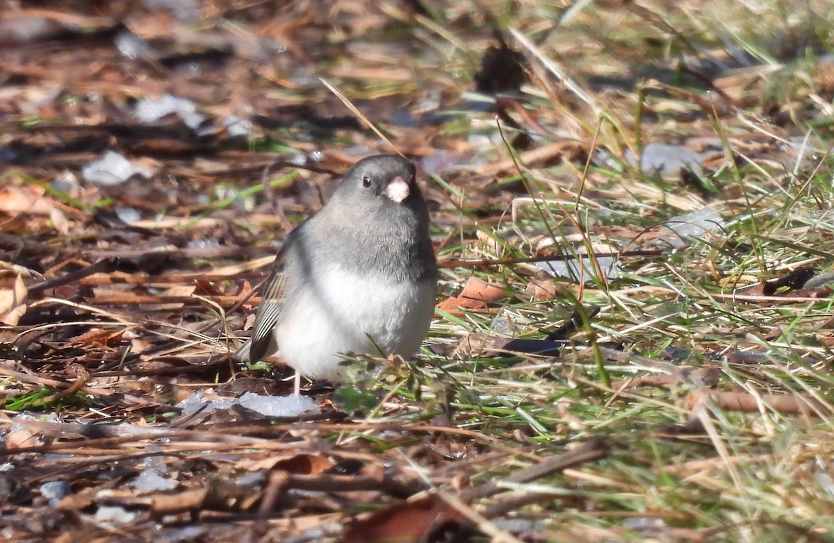 Dark-eyed Junco - ML646791829