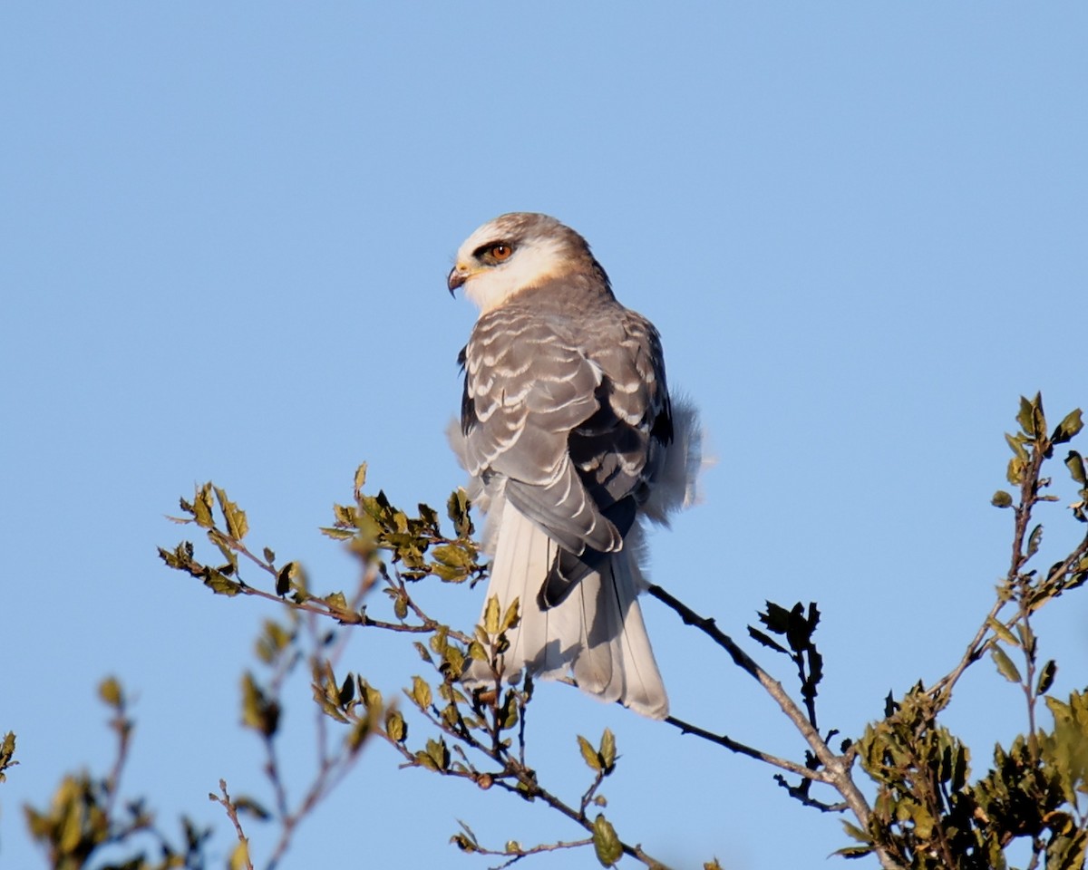 White-tailed Kite - ML646791830