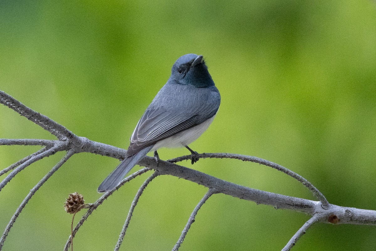 Leaden Flycatcher - ML646791839