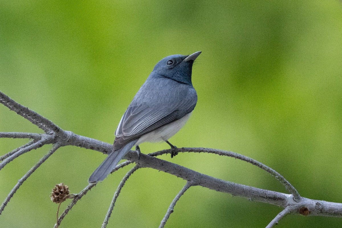 Leaden Flycatcher - ML646791840