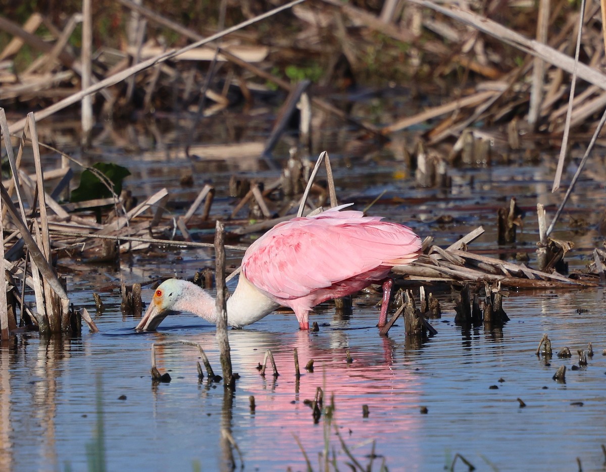 Roseate Spoonbill - ML646791841