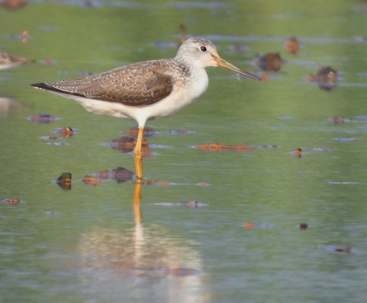 アオアシシギ - ML646791842