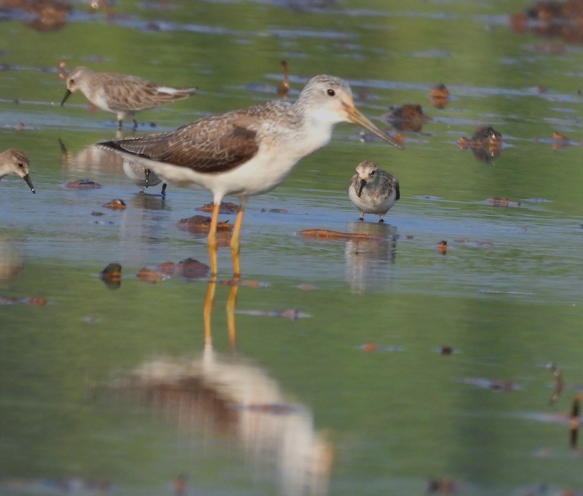 アオアシシギ - ML646791844