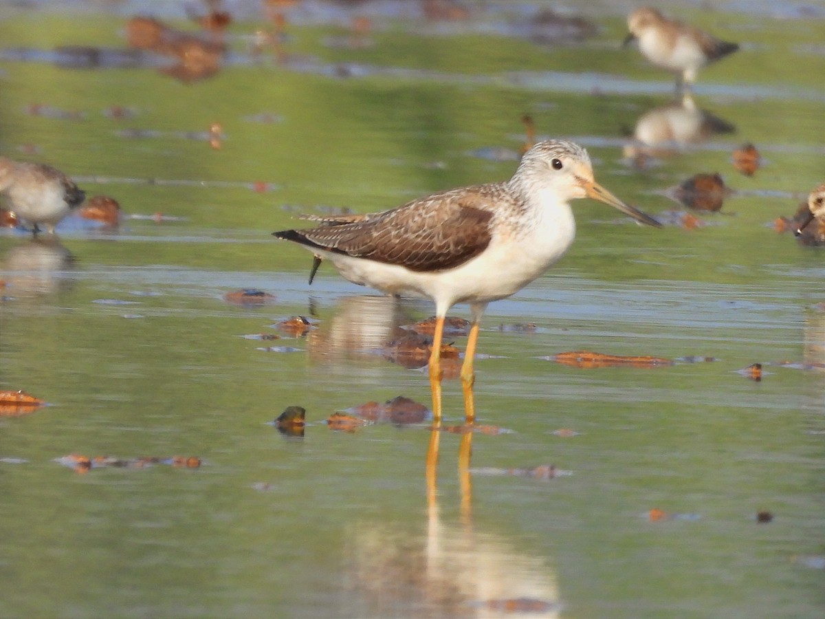 アオアシシギ - ML646791845