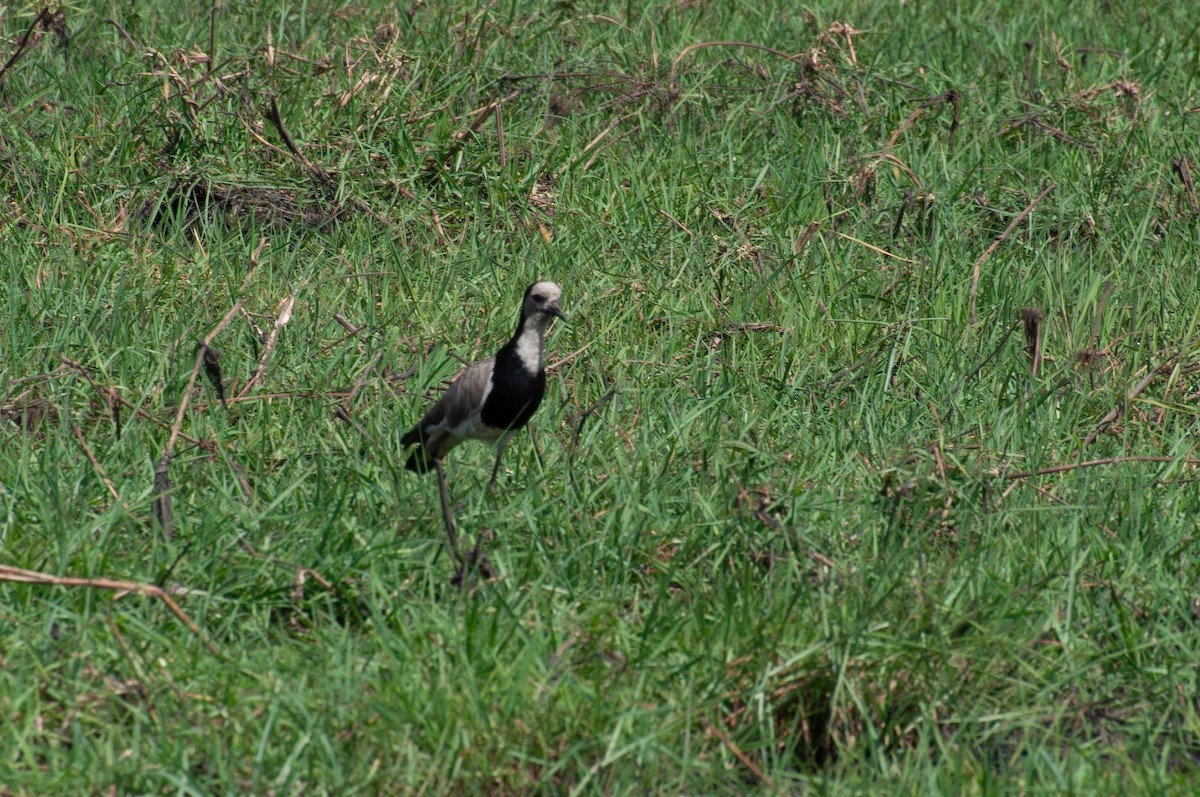 Langzehenkiebitz - ML646791848