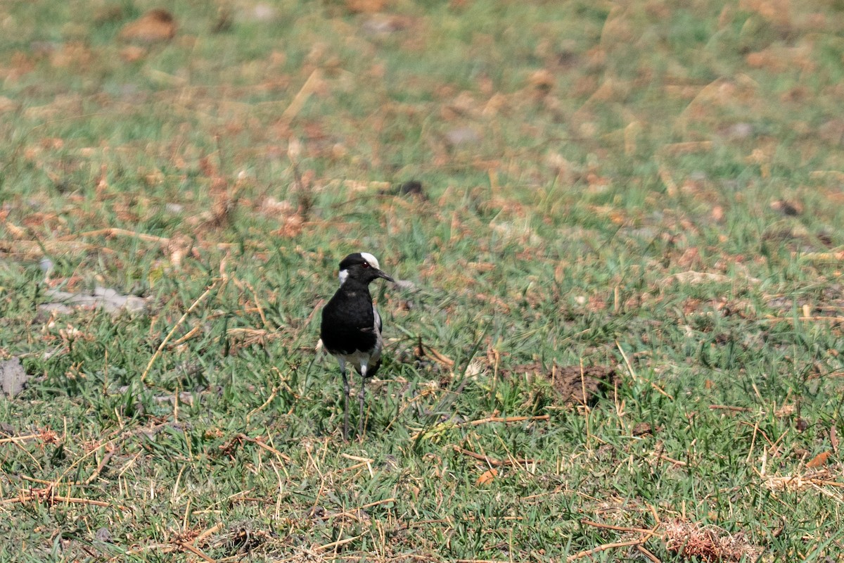 Schmiedekiebitz - ML646791849