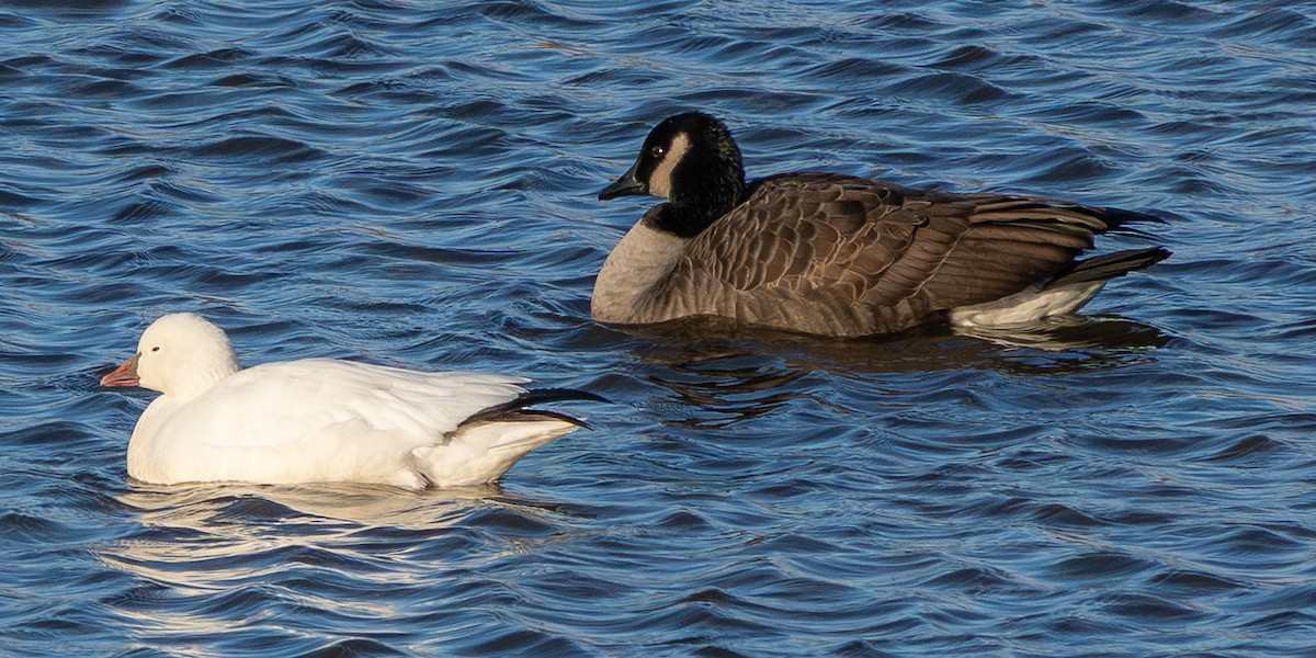 berneška velká - ML646791850