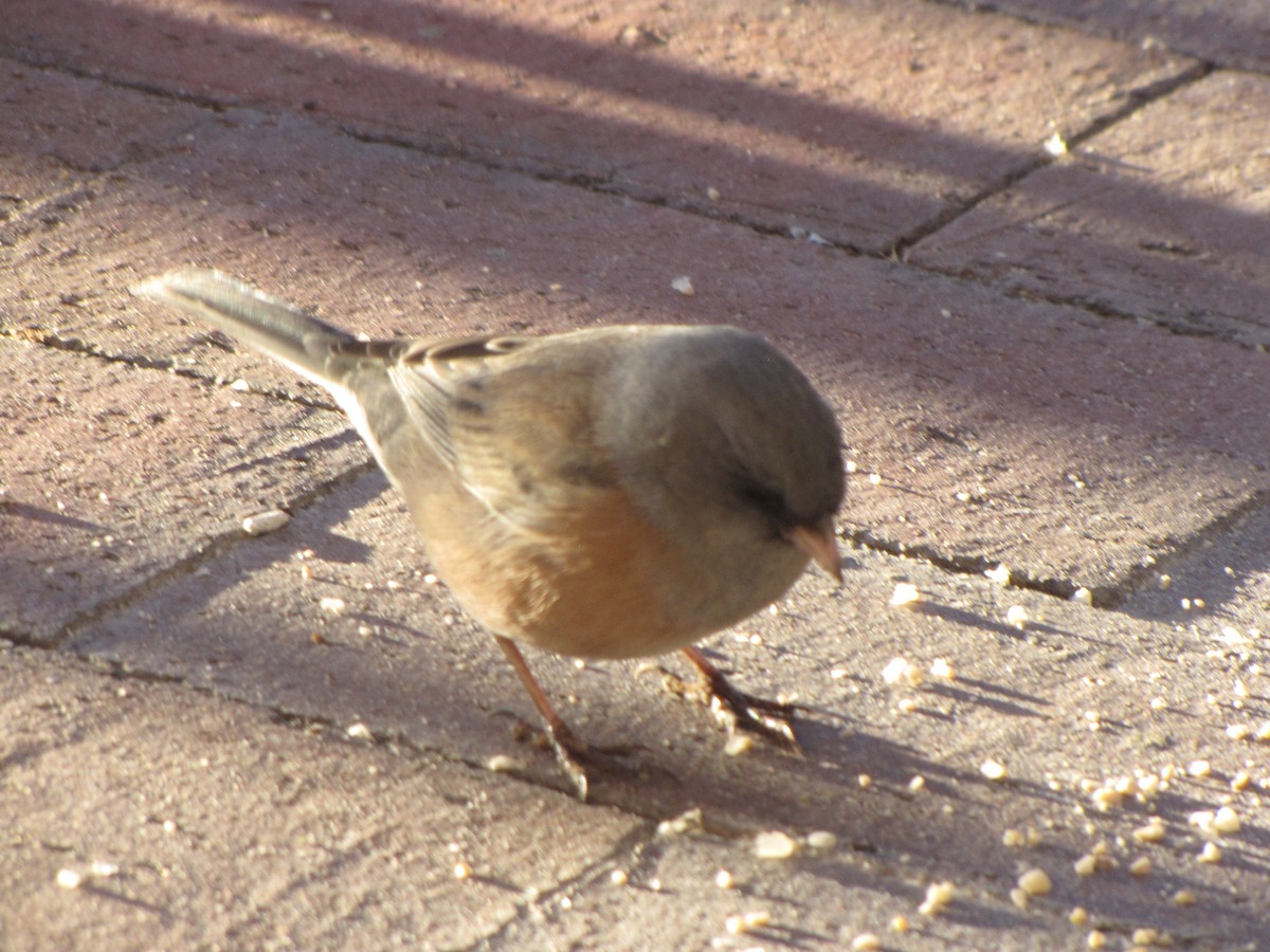 Dark-eyed Junco (Pink-sided) - ML646791854