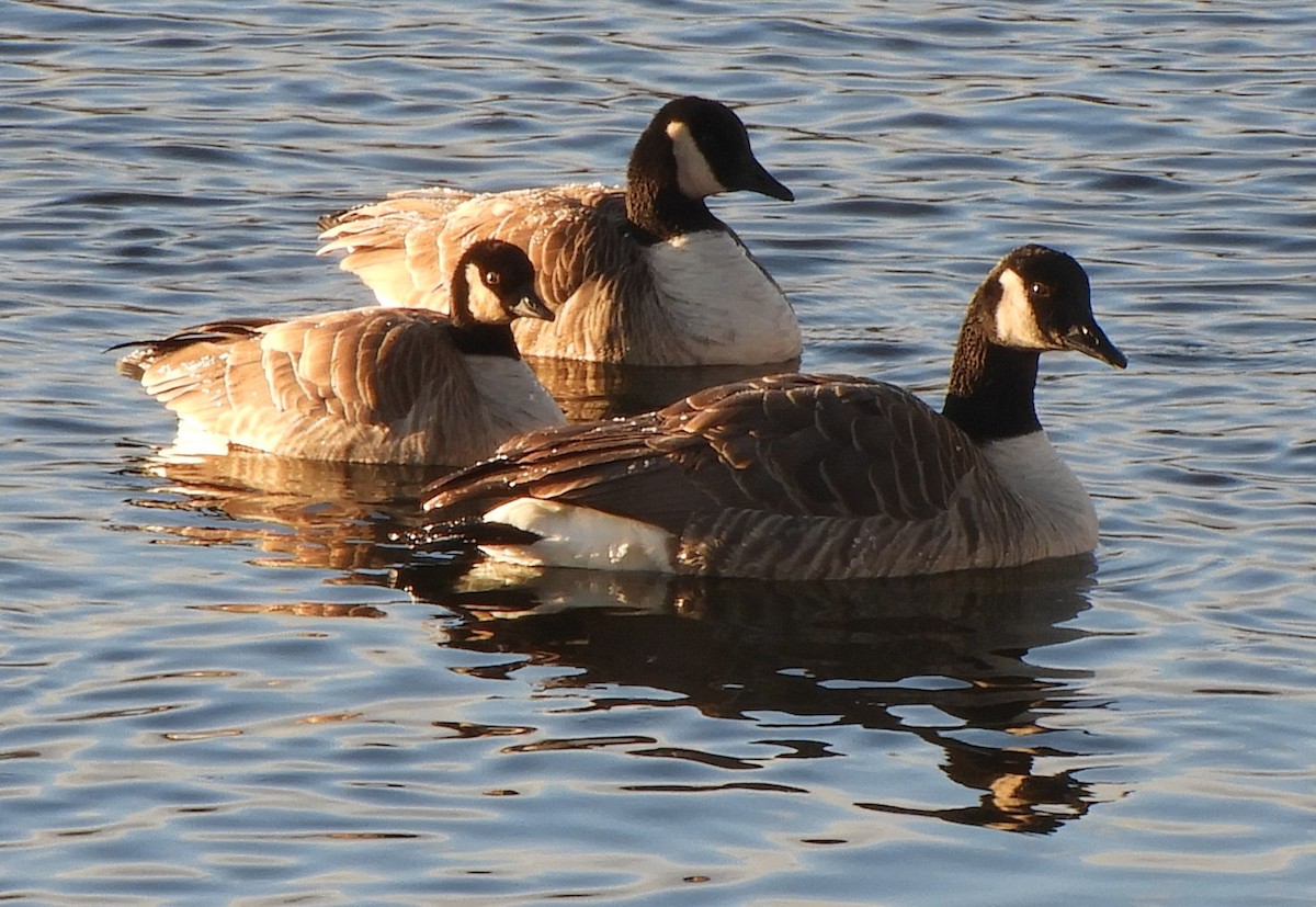 Zwergkanadagans - ML646791862