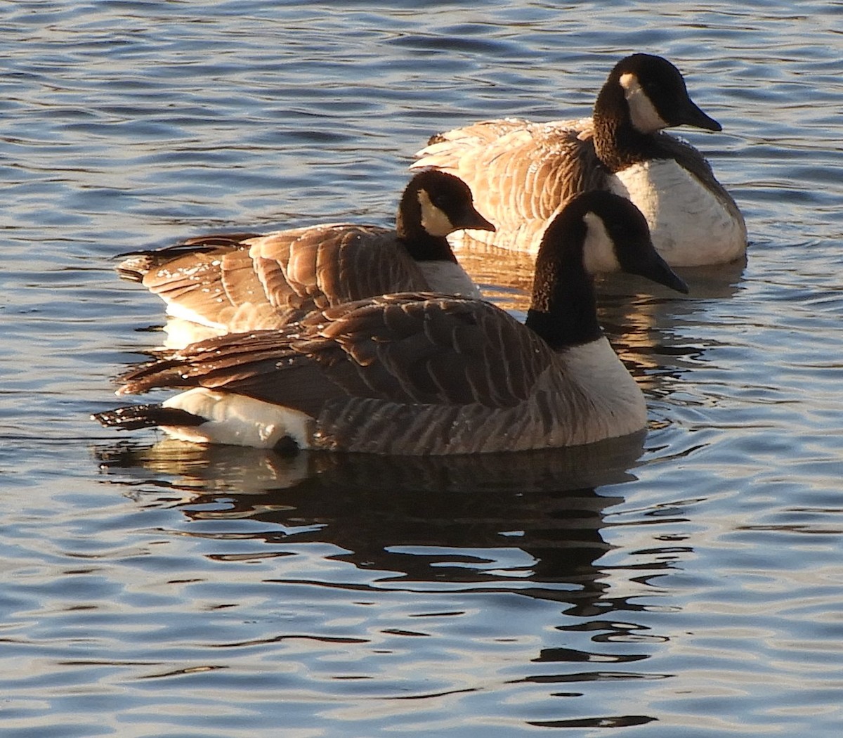 Zwergkanadagans - ML646791863