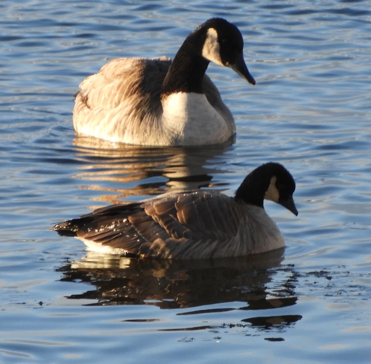 Zwergkanadagans - ML646791865