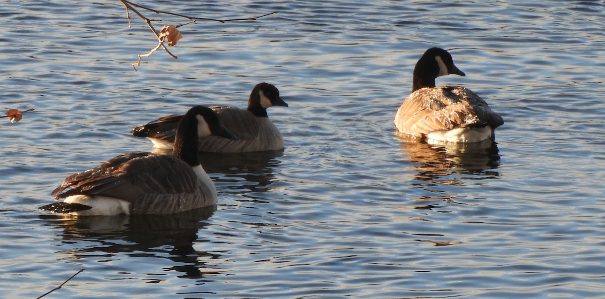 Zwergkanadagans - ML646791866