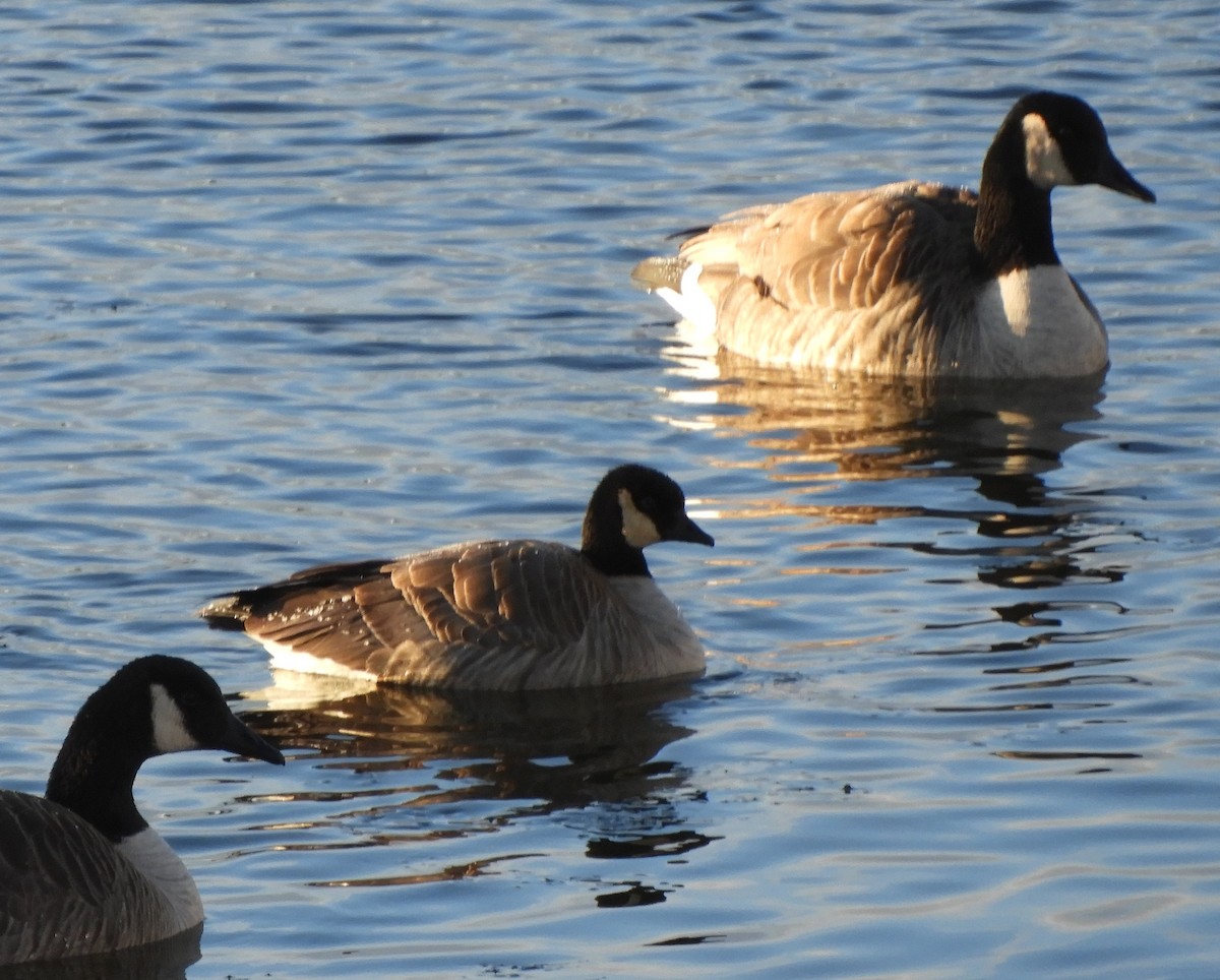 Zwergkanadagans - ML646791867