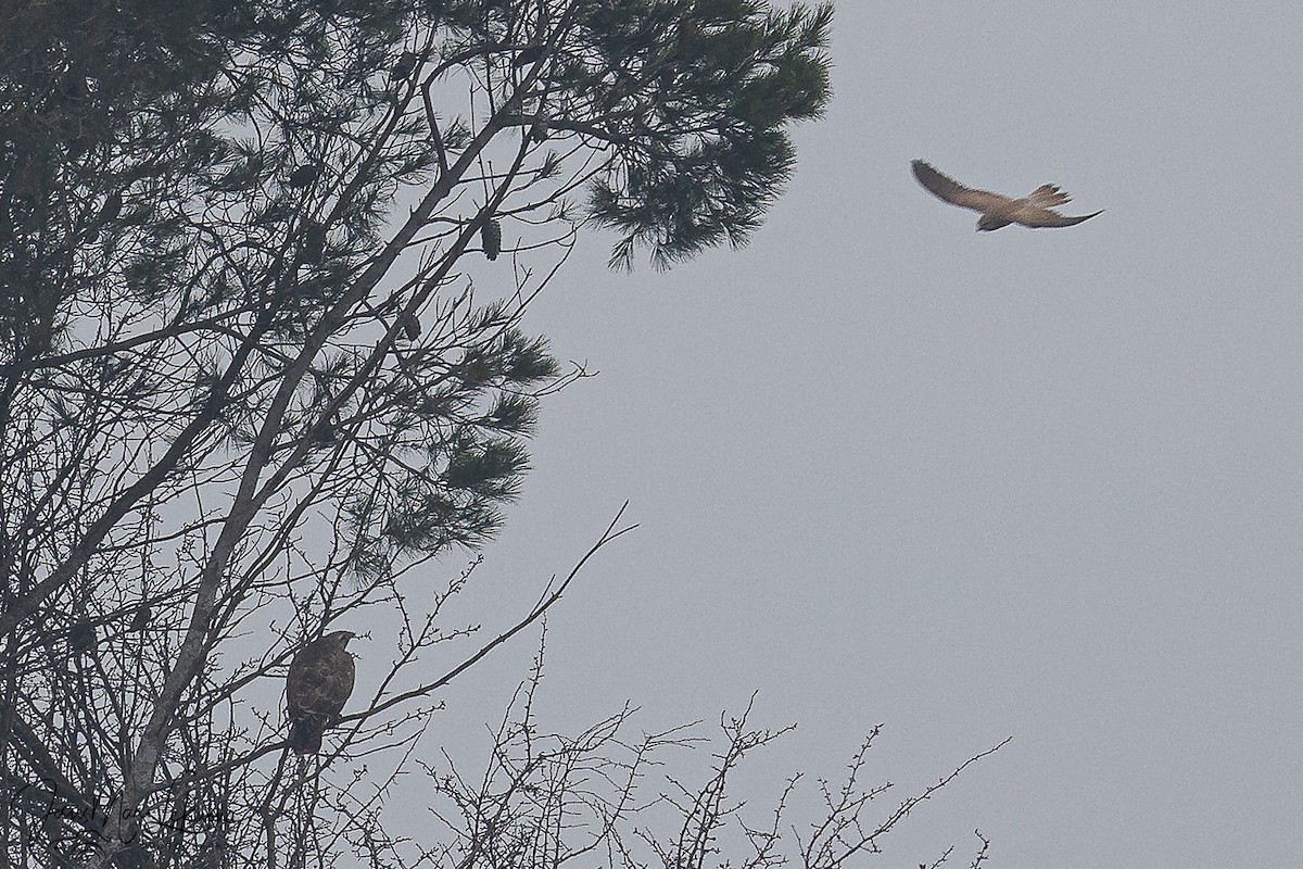 Канюк - ML646791869