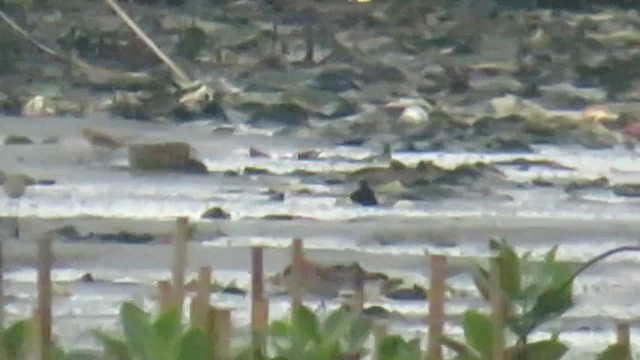 Толстоклювый зуёк - ML646791872