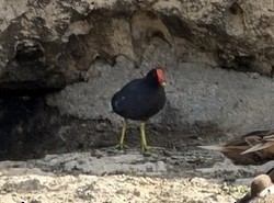 アメリカバン - ML646791873