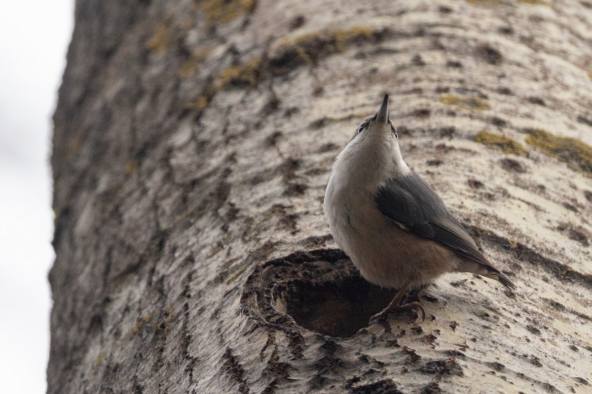 Eurasian Nuthatch (Western) - ML646791875