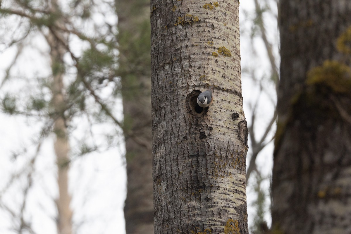 Eurasian Nuthatch (Western) - ML646791876