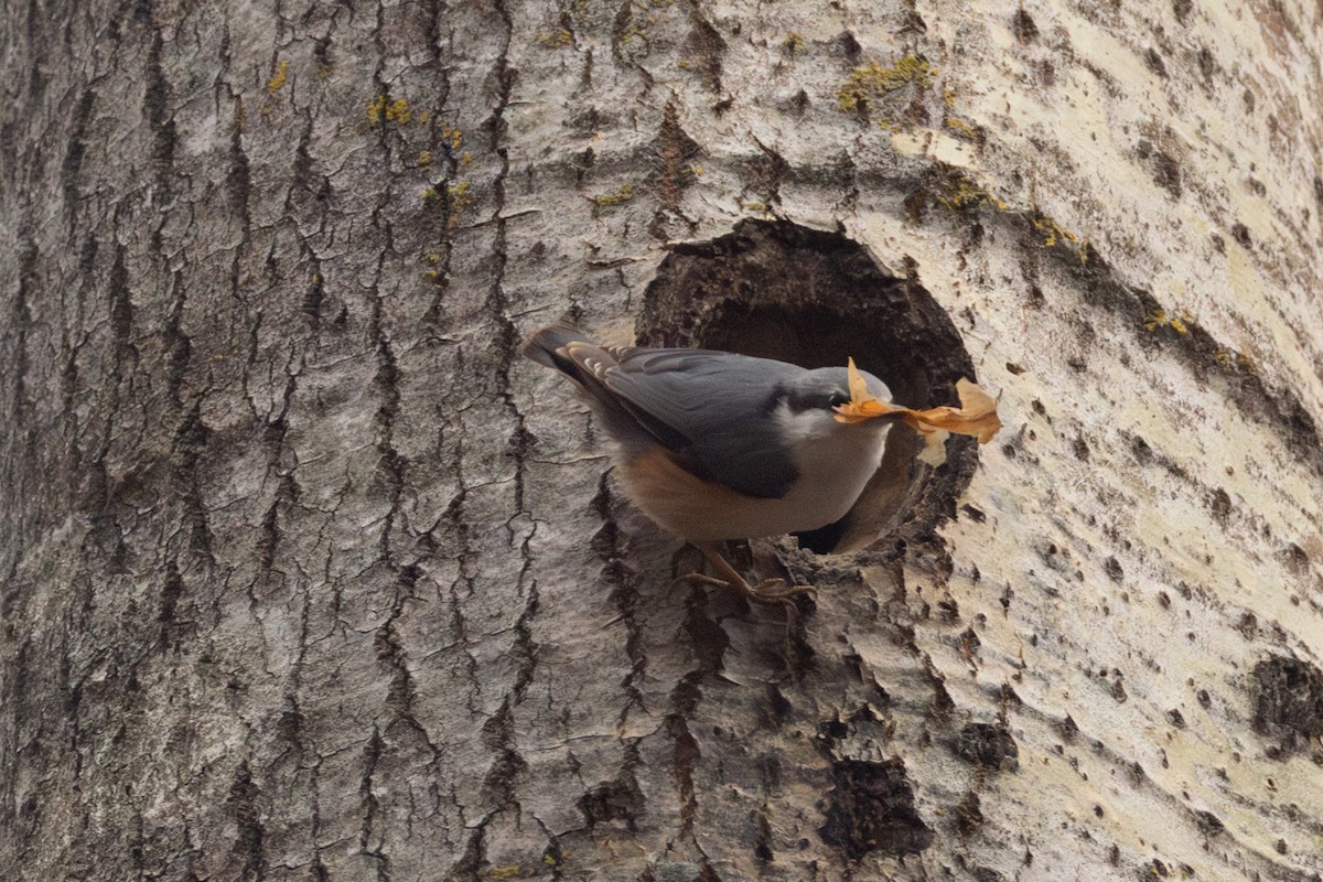 Eurasian Nuthatch (Western) - ML646791877