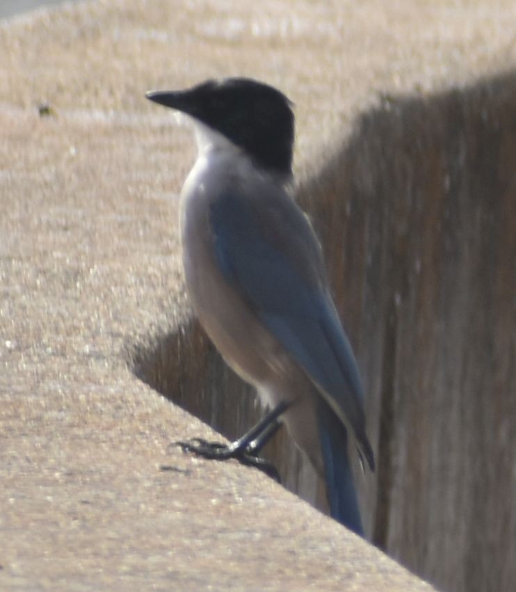 Iberian Magpie - ML646791879