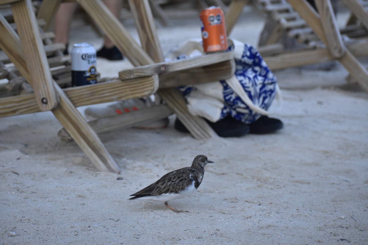 Ruddy Turnstone - ML646791880