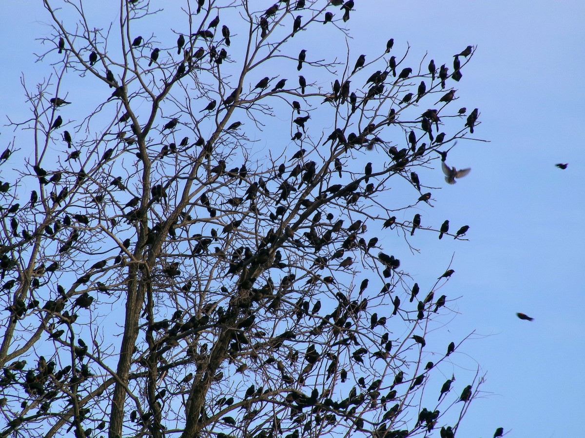 Common Grackle - ML646791882