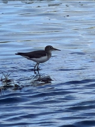 Spotted Sandpiper - ML646791884