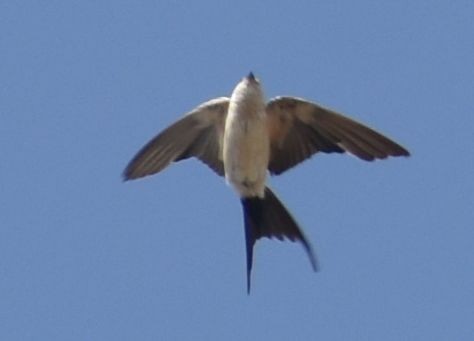 Рыжепоясничная ласточка - ML646791887