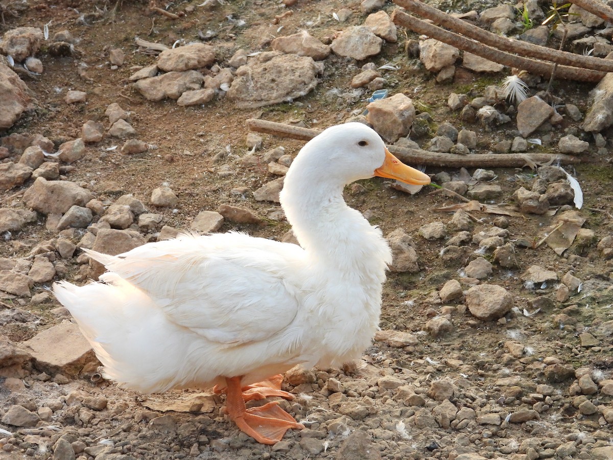 マガン属（家畜） - ML646791888