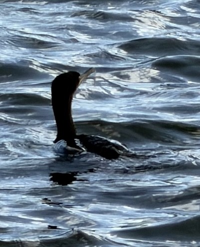 Neotropic Cormorant - ML646791893