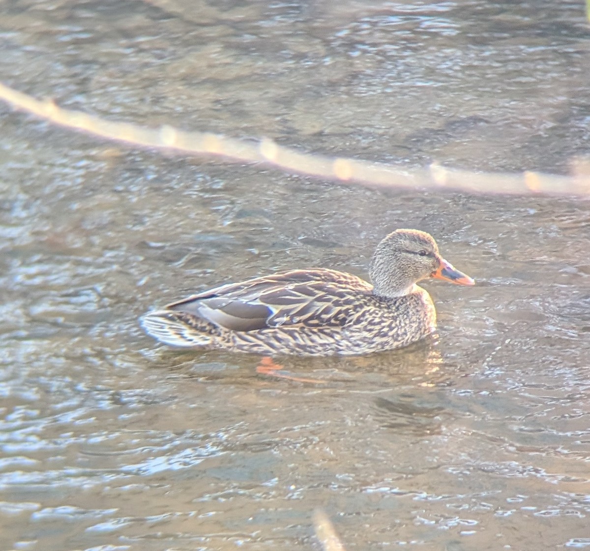 Зэрлэг нугас - ML646791894