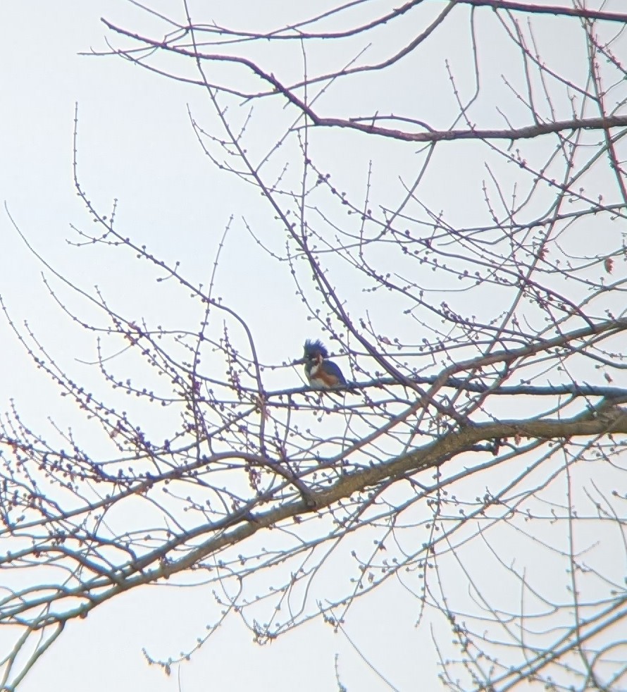 Belted Kingfisher - ML646791895
