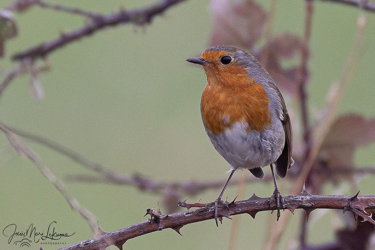 Зарянка - ML646791896