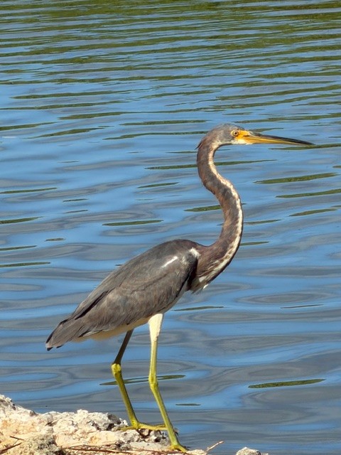 Tricolored Heron - ML646791899
