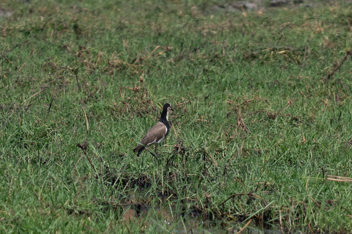 Langzehenkiebitz - ML646791901