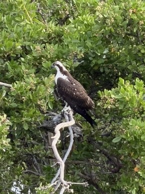 Osprey - ML646791903
