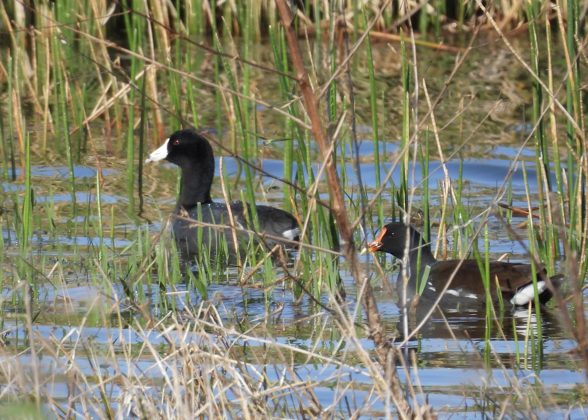 American Coot - ML646791905