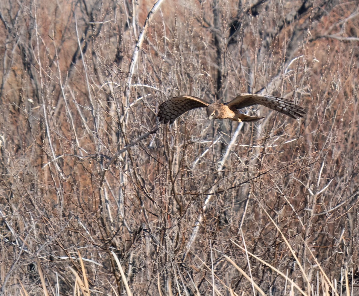 Amerika Delicesi - ML646791908