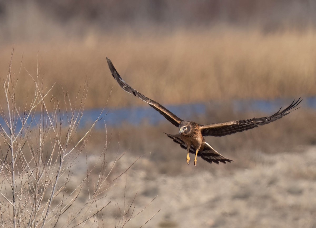 Amerika Delicesi - ML646791911