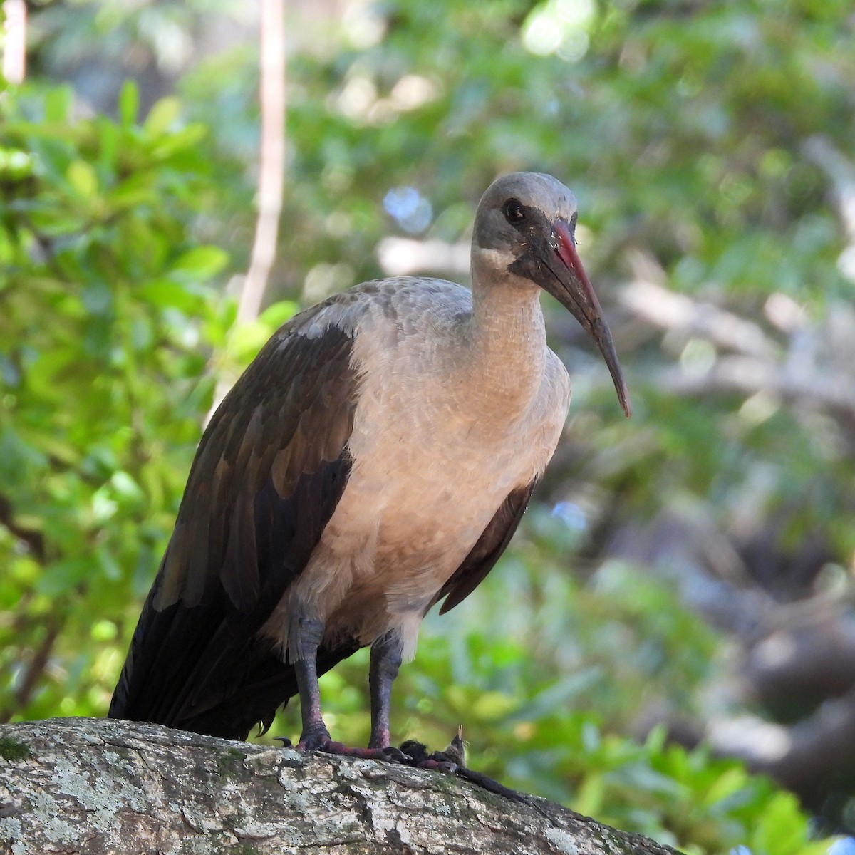 Hadada Ibis - ML646791912