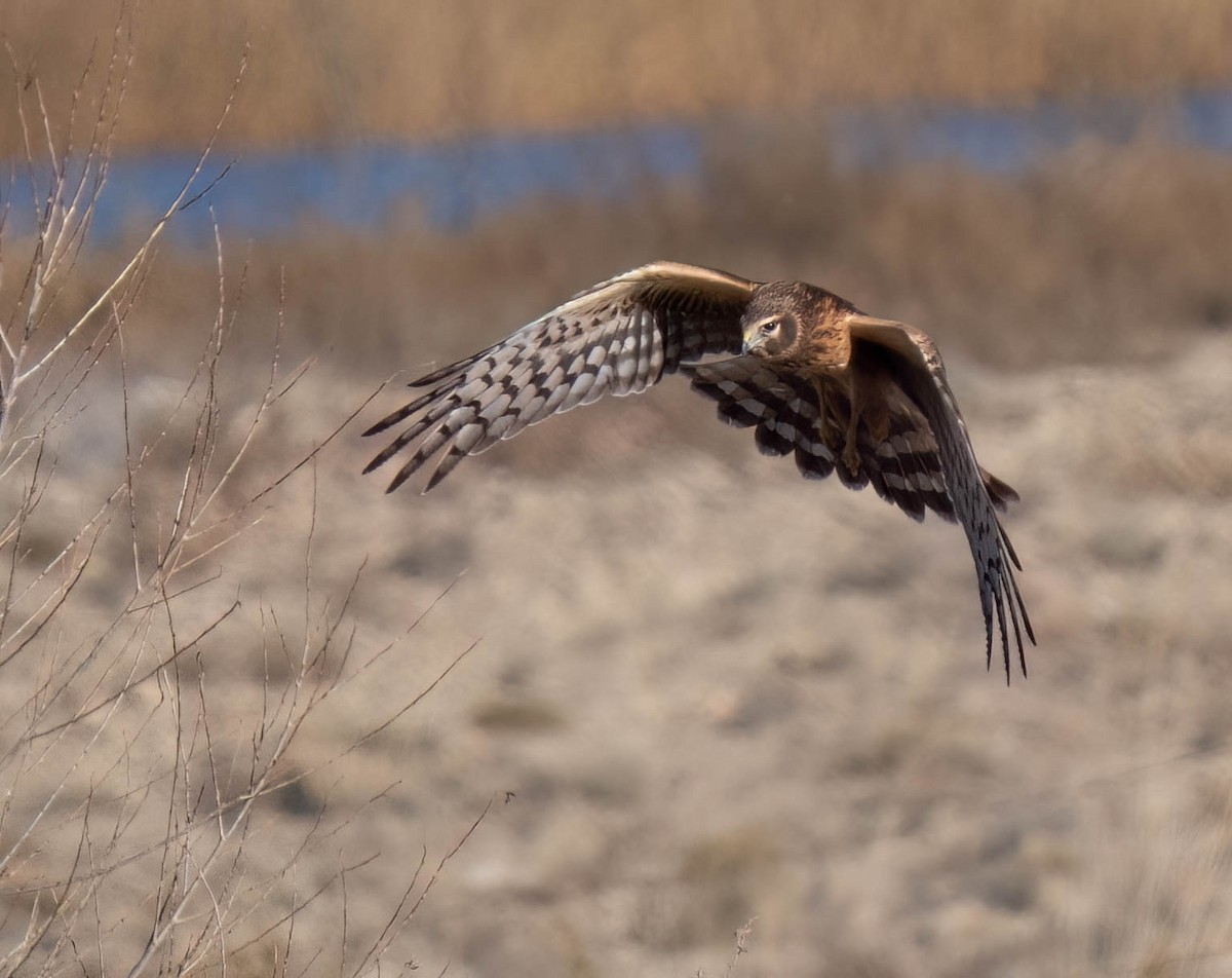 Amerika Delicesi - ML646791913