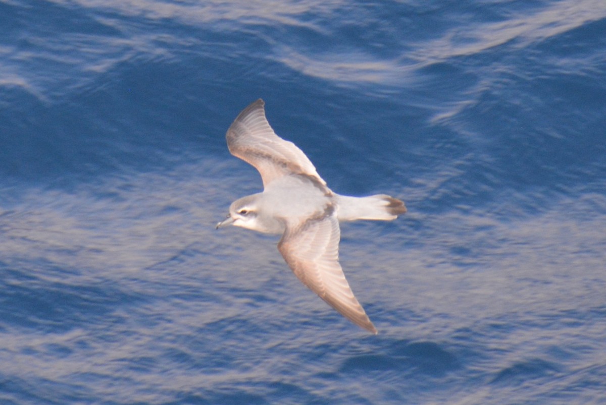 Антарктический прион - ML646791917