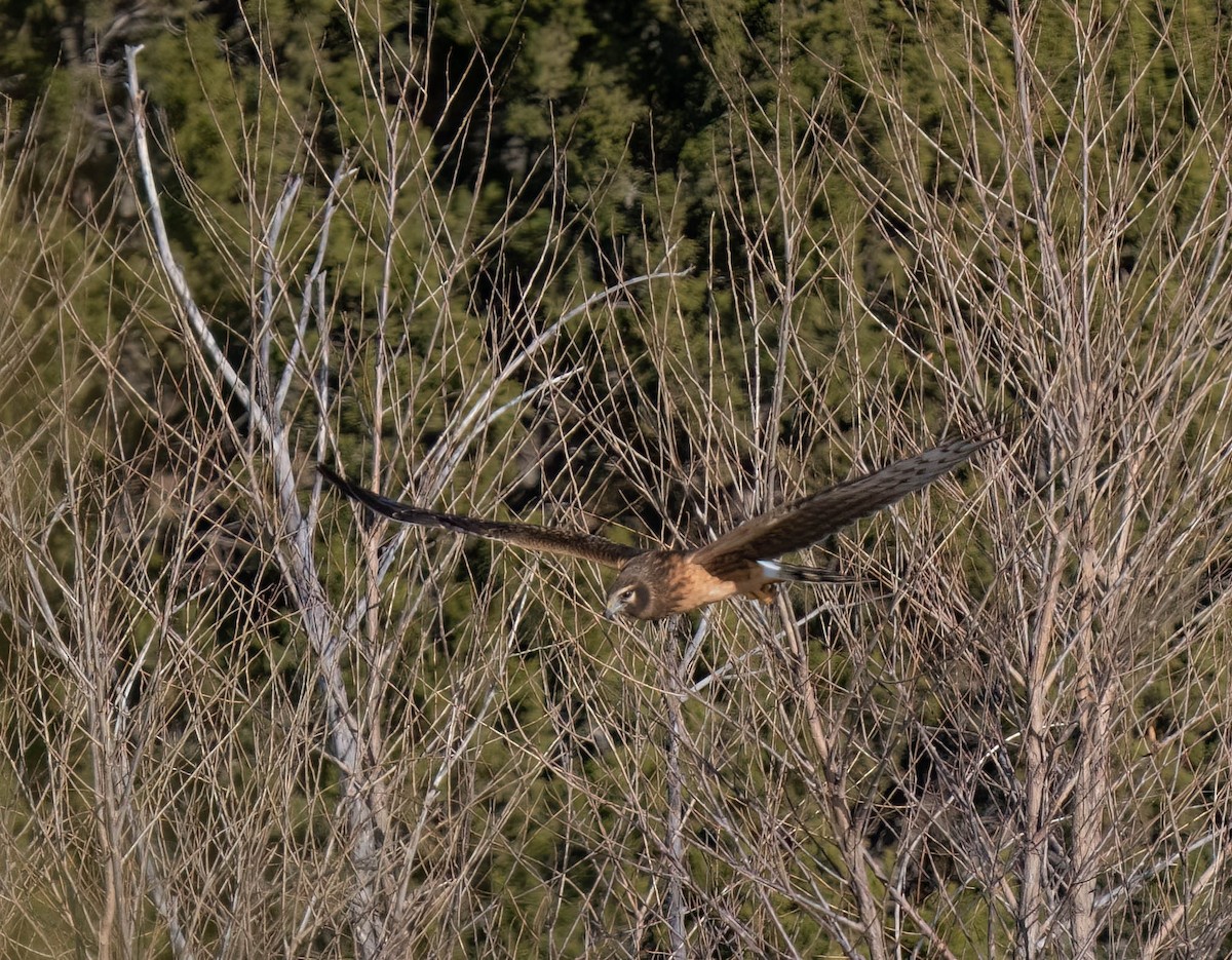 Amerika Delicesi - ML646791920