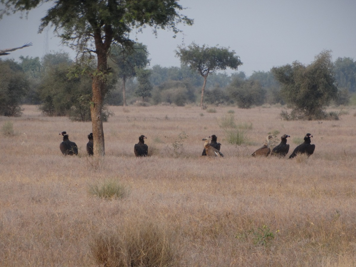 Cinereous Vulture - ML646791921