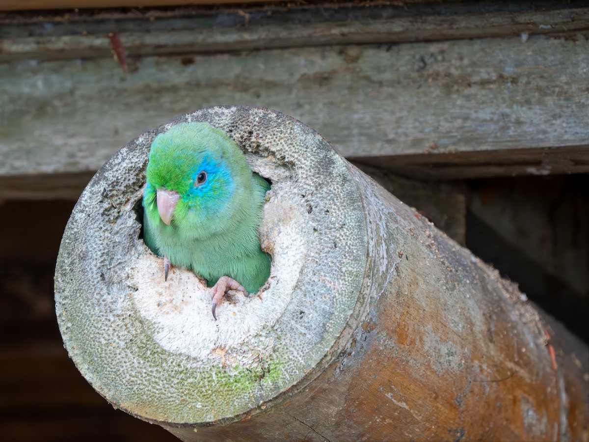 Gözlüklü Serçe Papağanı - ML646791922