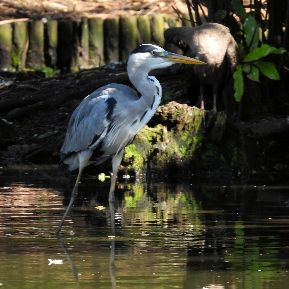 Хөх дэглий - ML646791923