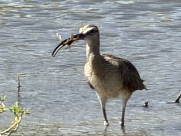 Hudsonian Whimbrel - ML646791926