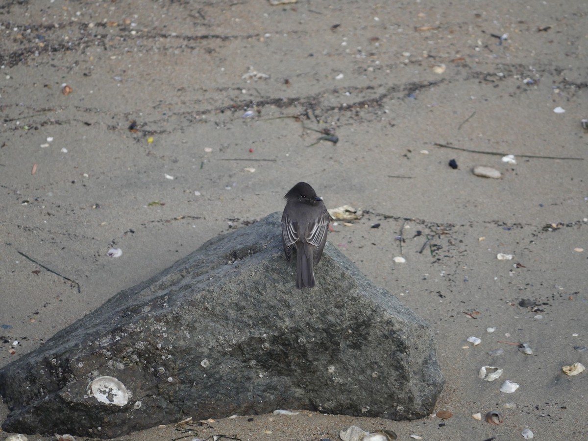 Black Phoebe - ML646791927